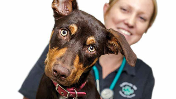 Greencross pet care article vet 