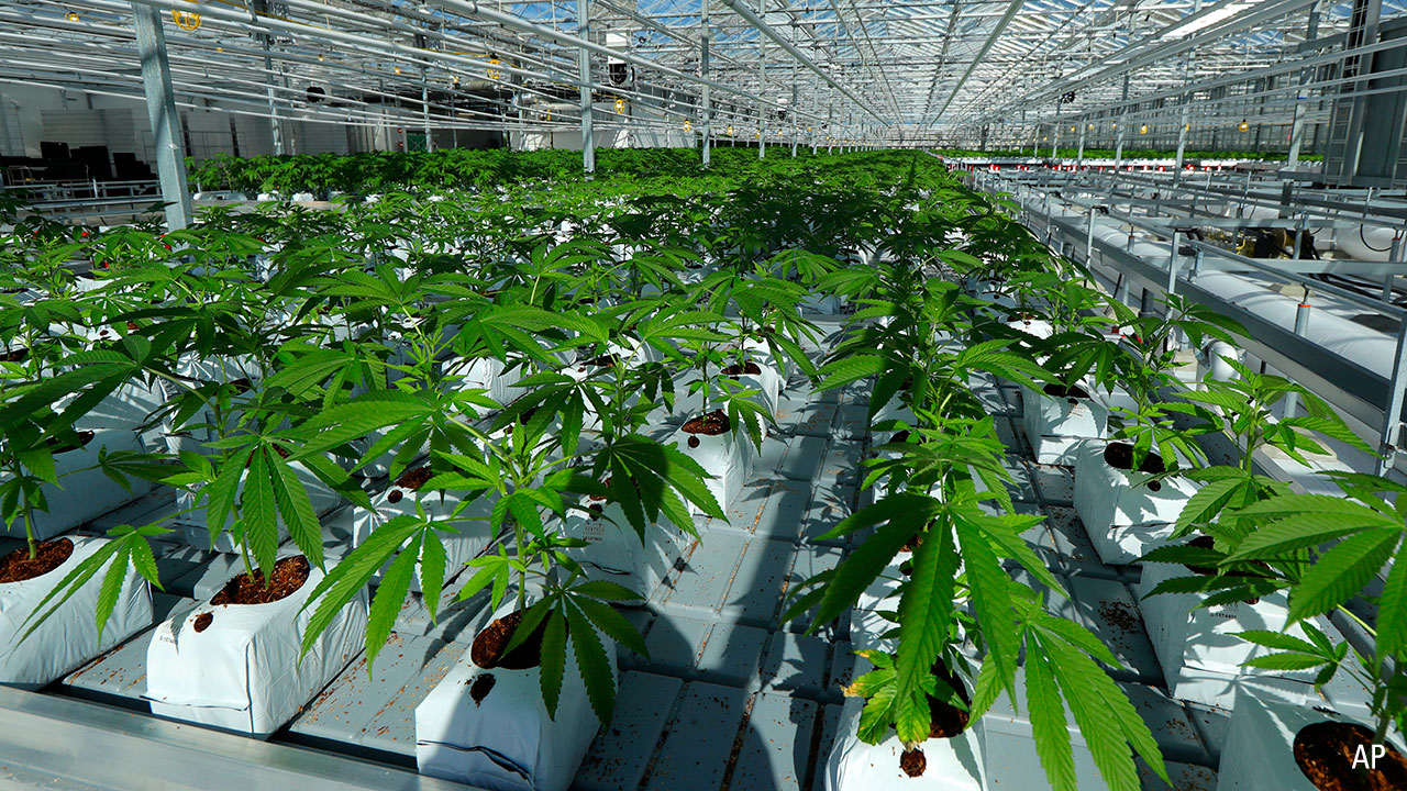 marijuana plants are shown growing in a massive tomato greenhouse being renovated to grow pot in Delta, British Columbia