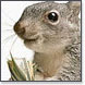 Squirrelaway